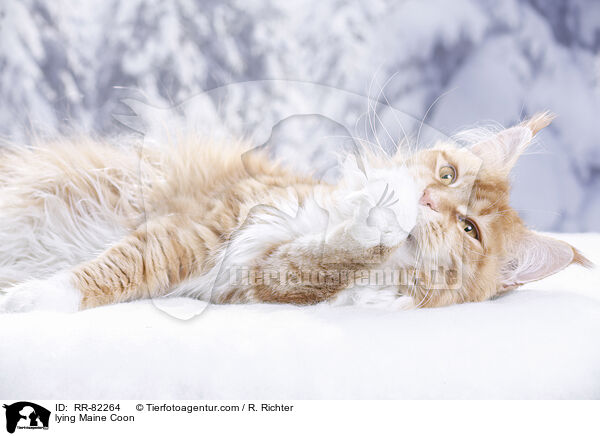 liegende Maine Coon / lying Maine Coon / RR-82264