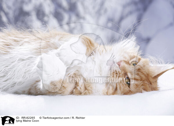 liegende Maine Coon / lying Maine Coon / RR-82265