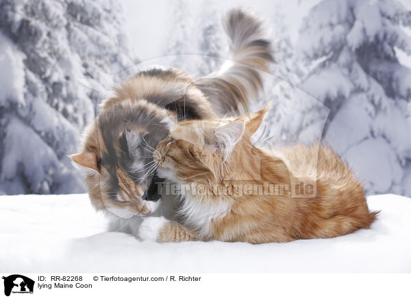 liegende Maine Coon / lying Maine Coon / RR-82268
