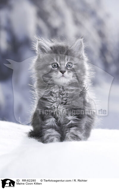 Maine Coon K�tzchen / Maine Coon Kitten / RR-82280