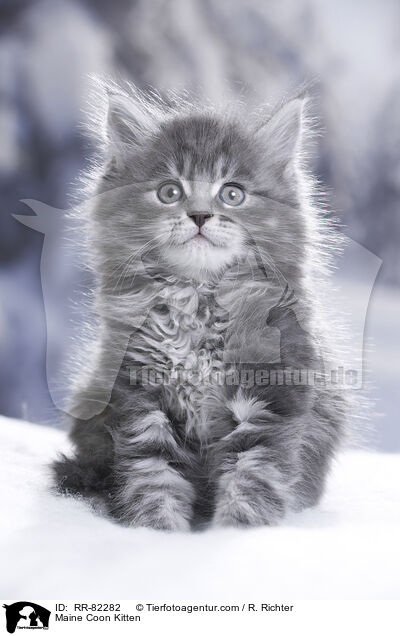 Maine Coon Ktzchen / Maine Coon Kitten / RR-82282