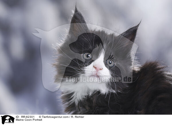 Maine Coon Portrait / Maine Coon Portrait / RR-82301