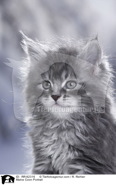 Maine Coon Portrait / Maine Coon Portrait / RR-82316