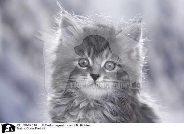 Maine Coon Portrait / Maine Coon Portrait / RR-82318