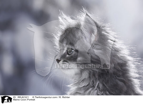 Maine Coon Portrait / Maine Coon Portrait / RR-82321