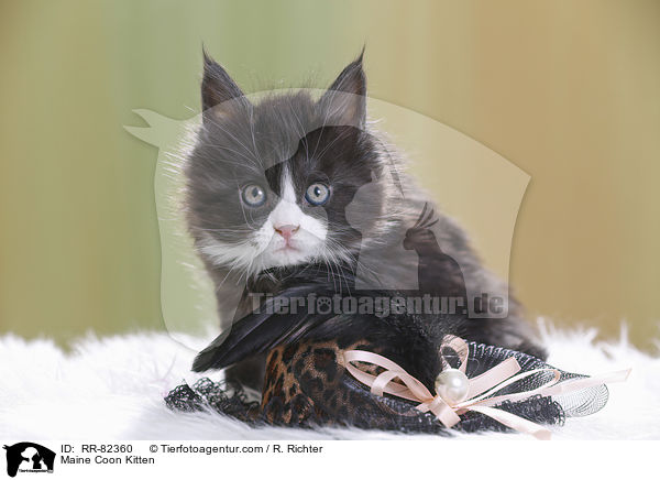 Maine Coon Ktzchen / Maine Coon Kitten / RR-82360