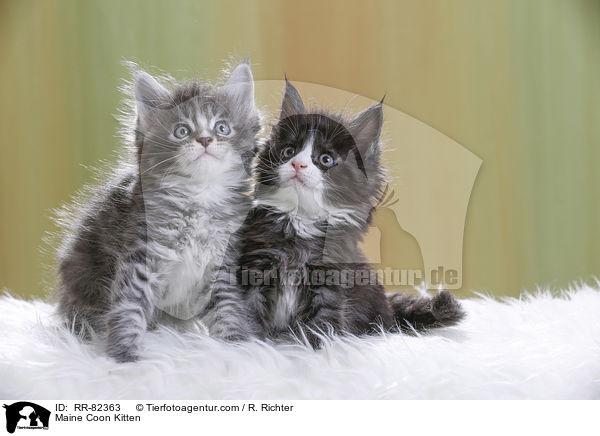 Maine Coon Ktzchen / Maine Coon Kitten / RR-82363