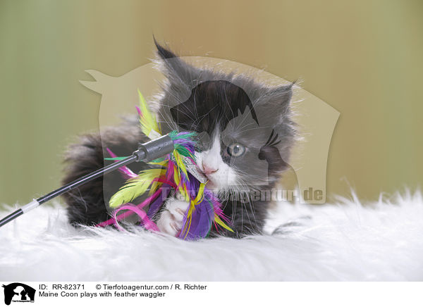 Maine Coon spielt mit Federwedel / Maine Coon plays with feather waggler / RR-82371