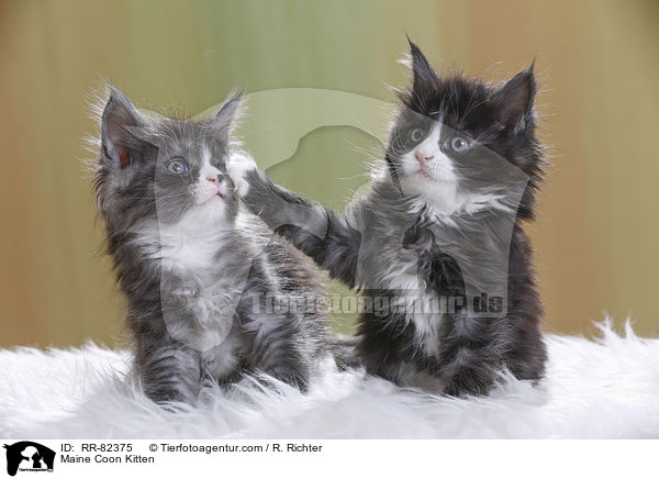 Maine Coon Ktzchen / Maine Coon Kitten / RR-82375