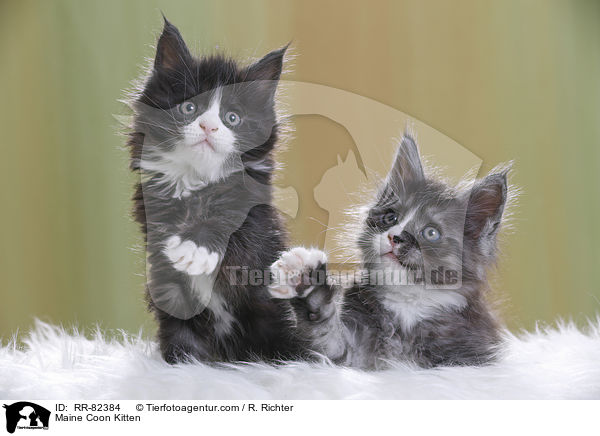 Maine Coon Ktzchen / Maine Coon Kitten / RR-82384