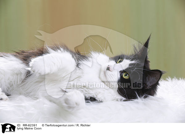 liegende Maine Coon / lying Maine Coon / RR-82391