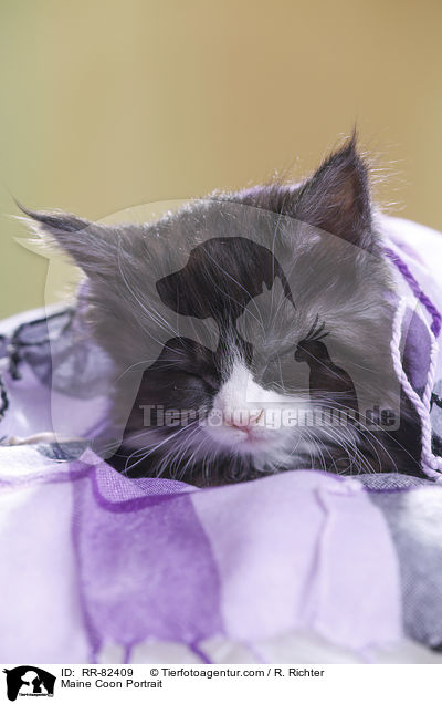 Maine Coon Portrait / Maine Coon Portrait / RR-82409