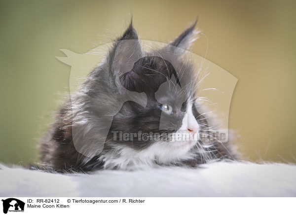 Maine Coon Ktzchen / Maine Coon Kitten / RR-82412