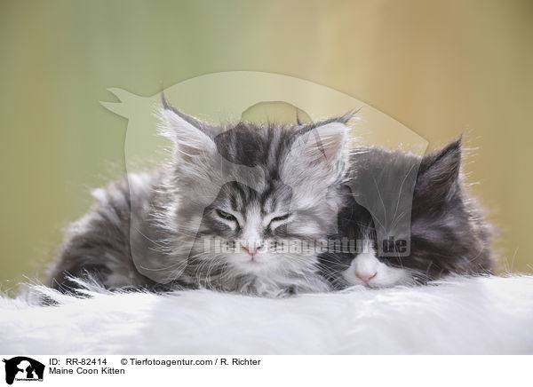 Maine Coon Ktzchen / Maine Coon Kitten / RR-82414