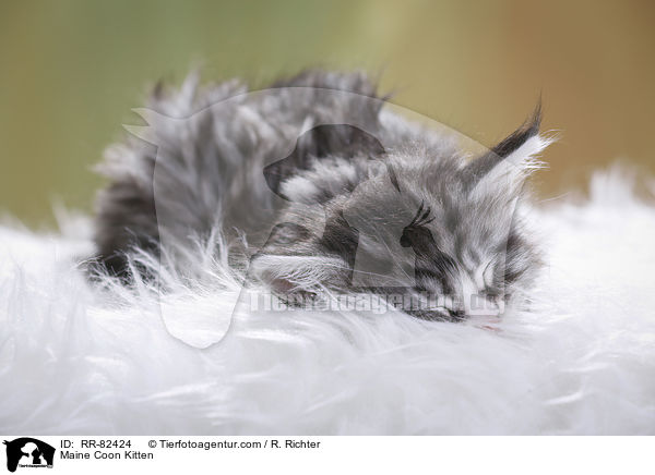 Maine Coon Ktzchen / Maine Coon Kitten / RR-82424
