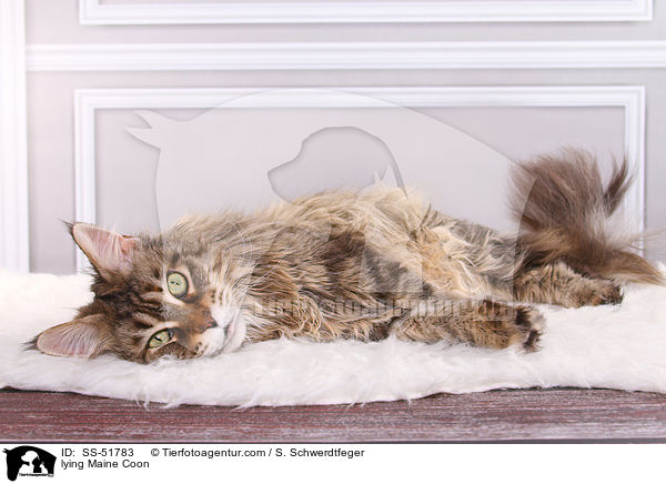 liegende Maine Coon / lying Maine Coon / SS-51783