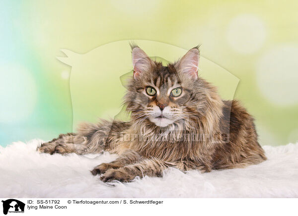 lying Maine Coon / SS-51792