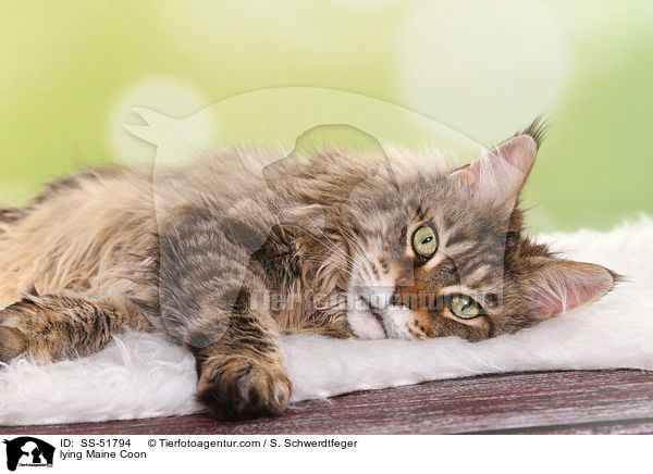 liegende Maine Coon / lying Maine Coon / SS-51794