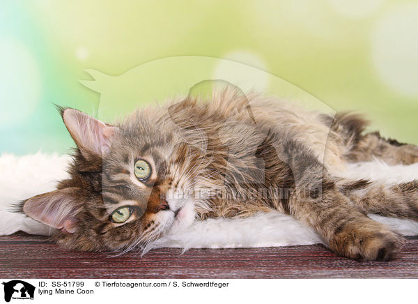 liegende Maine Coon / lying Maine Coon / SS-51799
