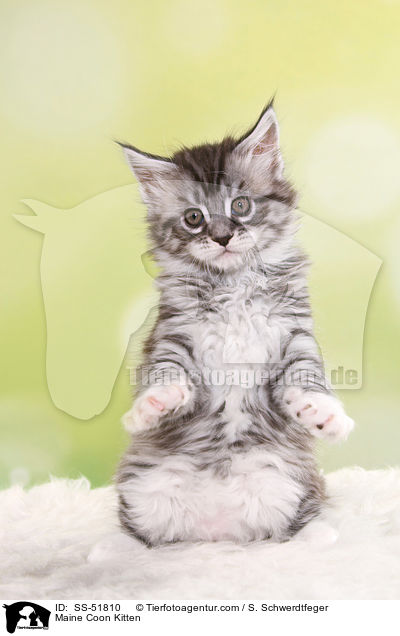 Maine Coon Ktzchen / Maine Coon Kitten / SS-51810