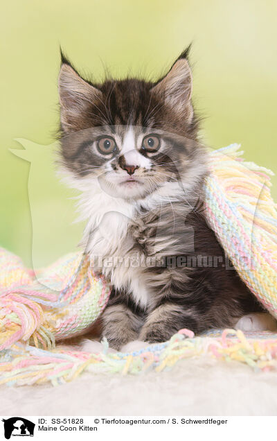 Maine Coon Ktzchen / Maine Coon Kitten / SS-51828