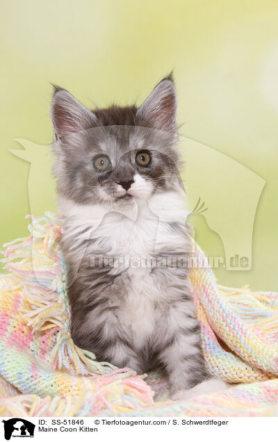 Maine Coon Ktzchen / Maine Coon Kitten / SS-51846