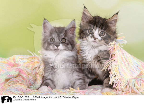 2 Maine Coon Ktzchen / 2 Maine Coon Kitten / SS-51856