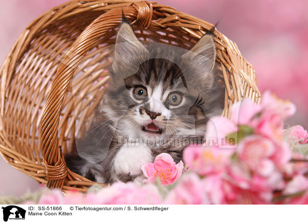 Maine Coon Ktzchen / Maine Coon Kitten / SS-51866