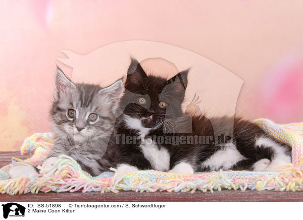 2 Maine Coon Ktzchen / 2 Maine Coon Kitten / SS-51898