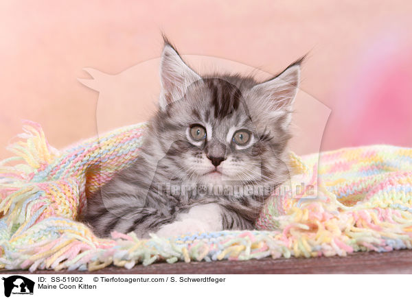 Maine Coon Ktzchen / Maine Coon Kitten / SS-51902
