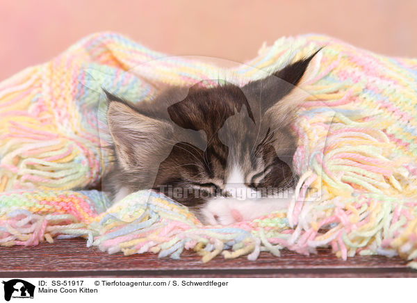 Maine Coon Ktzchen / Maine Coon Kitten / SS-51917