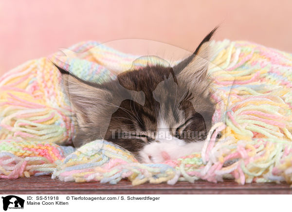 Maine Coon Ktzchen / Maine Coon Kitten / SS-51918