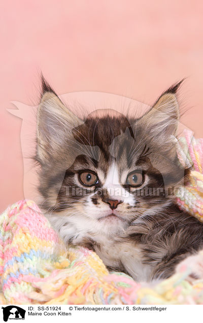 Maine Coon Ktzchen / Maine Coon Kitten / SS-51924