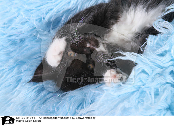 Maine Coon Ktzchen / Maine Coon Kitten / SS-51964