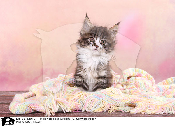 Maine Coon Ktzchen / Maine Coon Kitten / SS-52010
