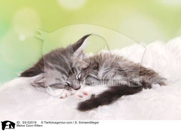 Maine Coon Ktzchen / Maine Coon Kitten / SS-52019