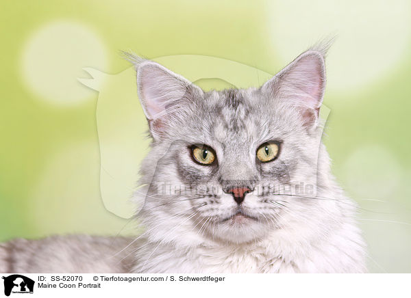 Maine Coon Portrait / Maine Coon Portrait / SS-52070