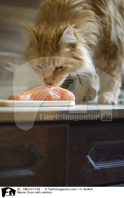 Maine Coon mit Lachs / Maine Coon with salmon / HBO-01128