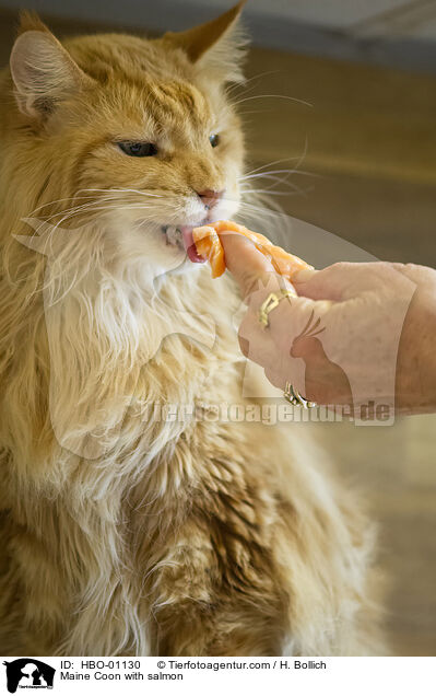 Maine Coon mit Lachs / Maine Coon with salmon / HBO-01130
