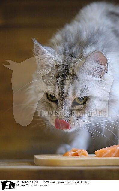 Maine Coon mit Lachs / Maine Coon with salmon / HBO-01133