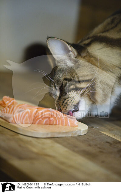 Maine Coon with salmon / HBO-01135