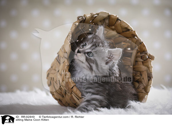 sitzendes Maine Coon Ktzchen / sitting Maine Coon Kitten / RR-92849