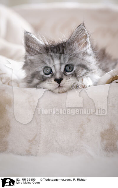 lying Maine Coon / RR-92859