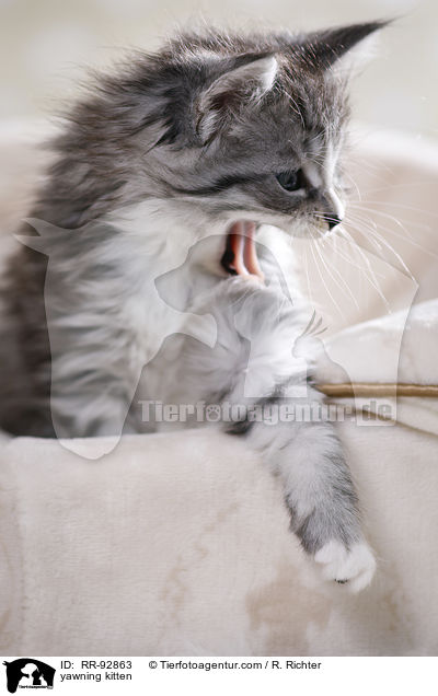 ghnendes Ktzchen / yawning kitten / RR-92863