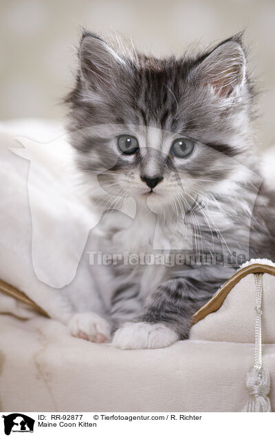 Maine Coon Ktzchen / Maine Coon Kitten / RR-92877