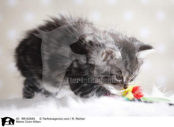 Maine Coon Ktzchen / Maine Coon Kitten / RR-92889