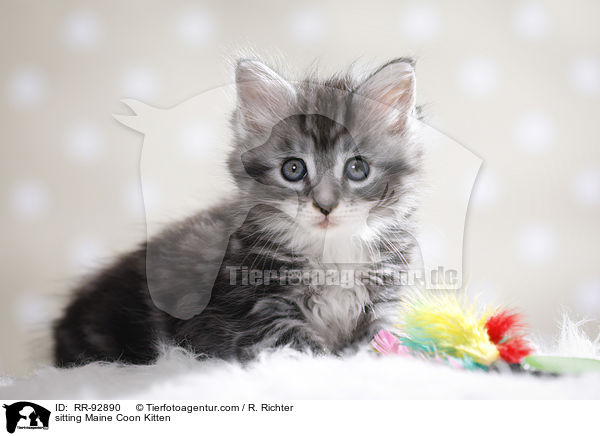 sitzendes Maine Coon Ktzchen / sitting Maine Coon Kitten / RR-92890