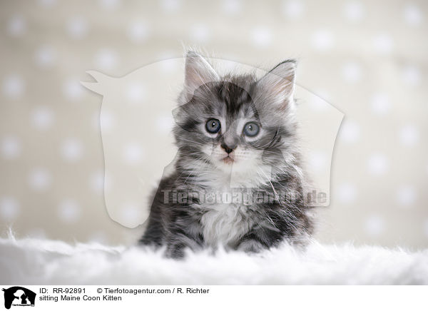 sitzendes Maine Coon Ktzchen / sitting Maine Coon Kitten / RR-92891