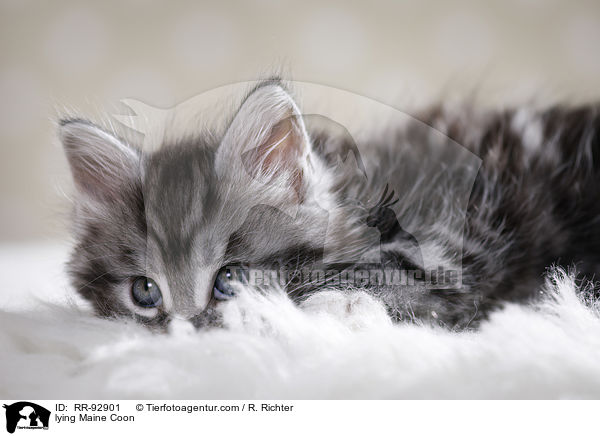 liegende Maine Coon / lying Maine Coon / RR-92901
