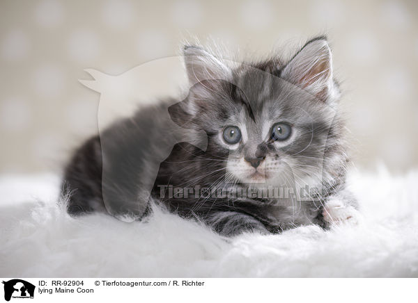 liegende Maine Coon / lying Maine Coon / RR-92904